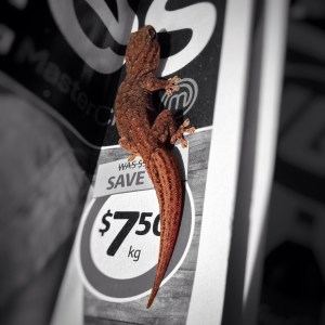 gekko-central-australia