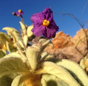australia-bush-tomato