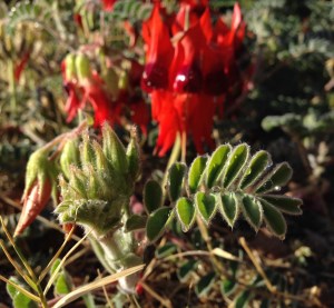 sturt-desert-pea
