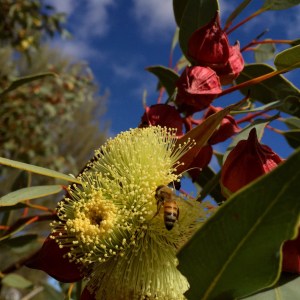 mallee-flower-bee