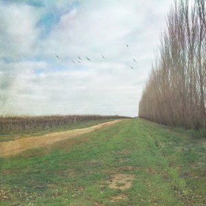 vineyard-winter-australia