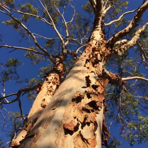 eucalyptus-shedding-winter