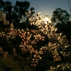 grasses-evening-light