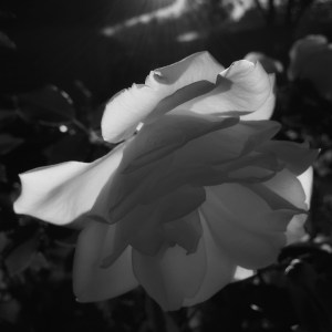 rose-light-monochrome