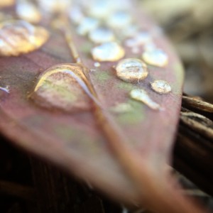 gum leaf with sliver cabochon droplets of moisture