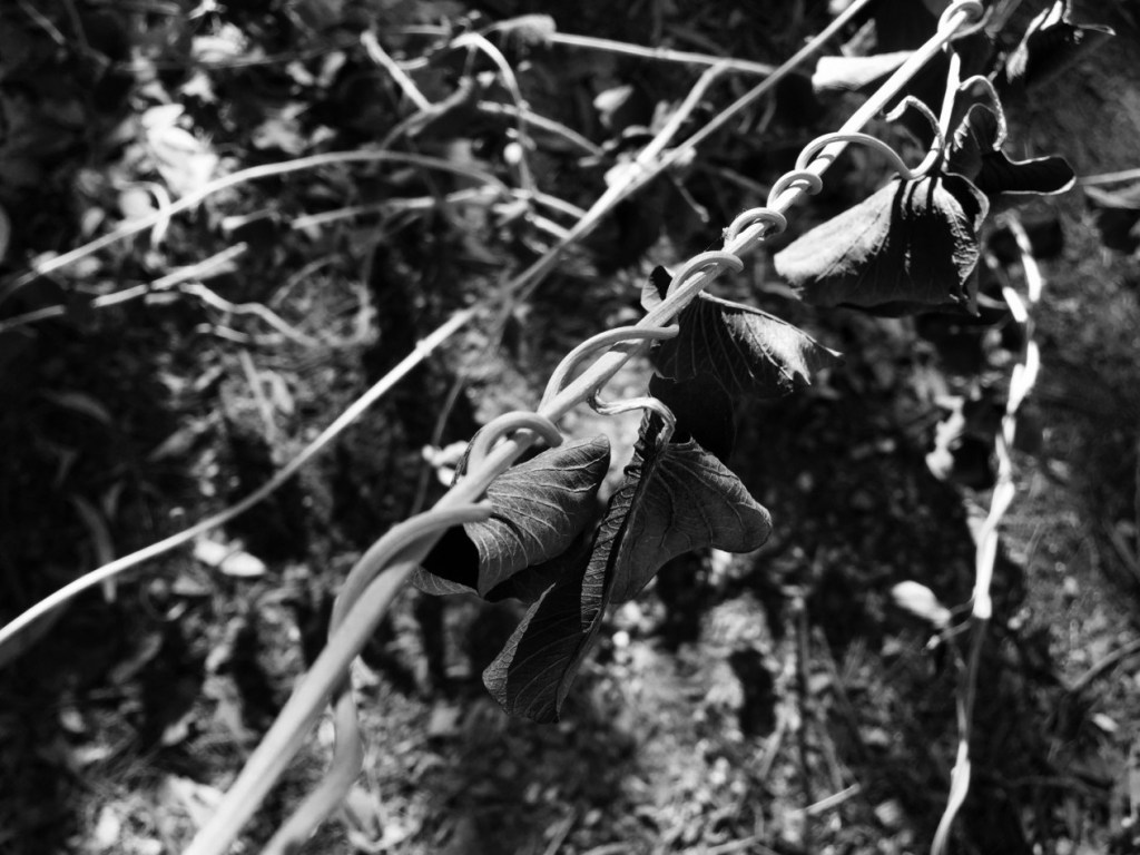 The photo I wanted to share with you last week... I call it 'casualty of winter' but it makes a nice monochrome photo.