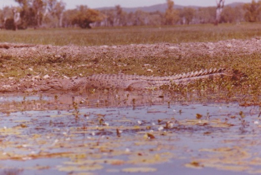 Yellow Waters Croc