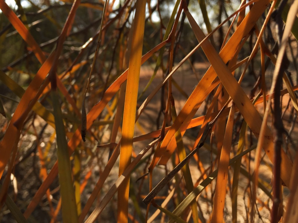 acacia-desmondii-leaves