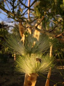 Rain tree and thirsty honey bee
