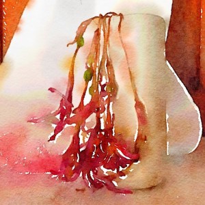 Dried native lilies in milk jug. Waterlogue 