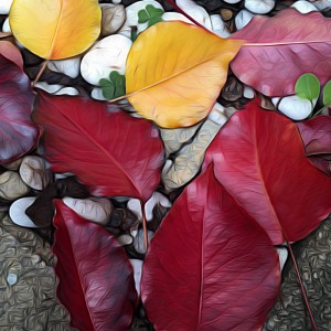 Autumn leaves in Adelaide