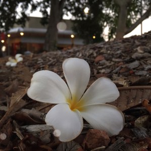 frangipani-flower-darwin