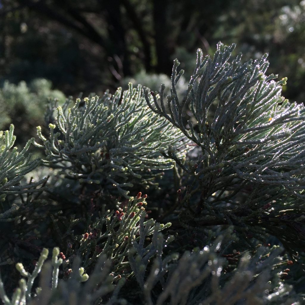 White Cedar with moisture and light