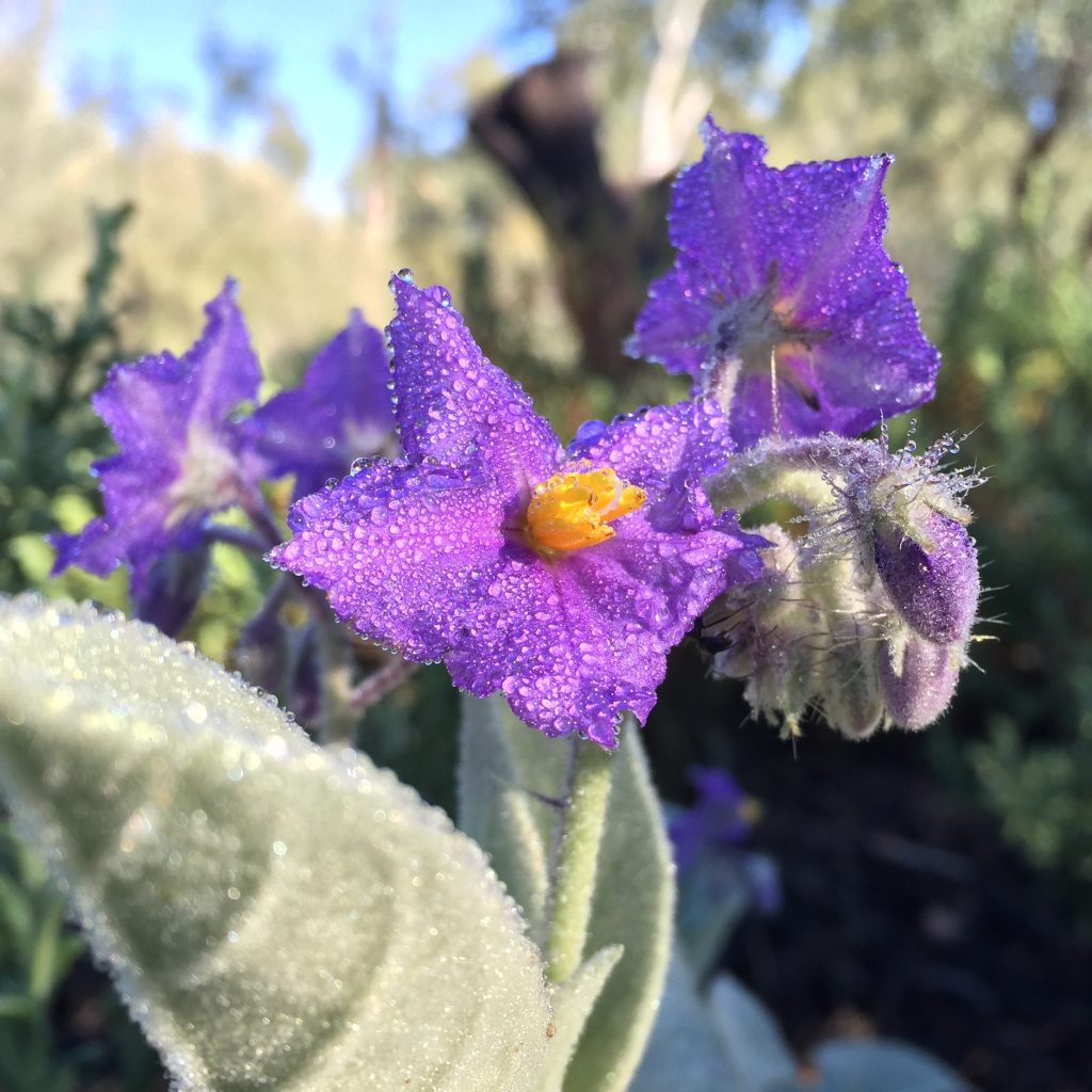australia-bush-tomato