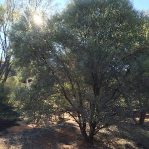 Acacia Cambagei, or Gidgee, or stinking tree!