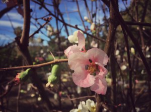 chaenomeles-japonica-japanese-quince
